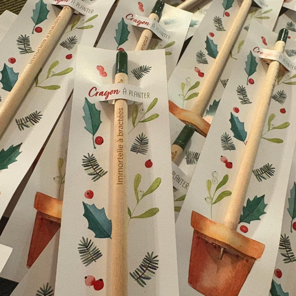 44d40beb-aaf8-4719-80c9-45521dac4e26-2 Crayon à planter - immortelle à bractées
