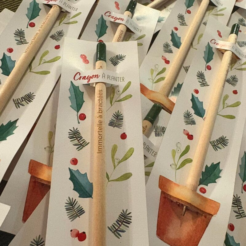44d40beb-aaf8-4719-80c9-45521dac4e26-2 Crayon à planter - immortelle à bractées